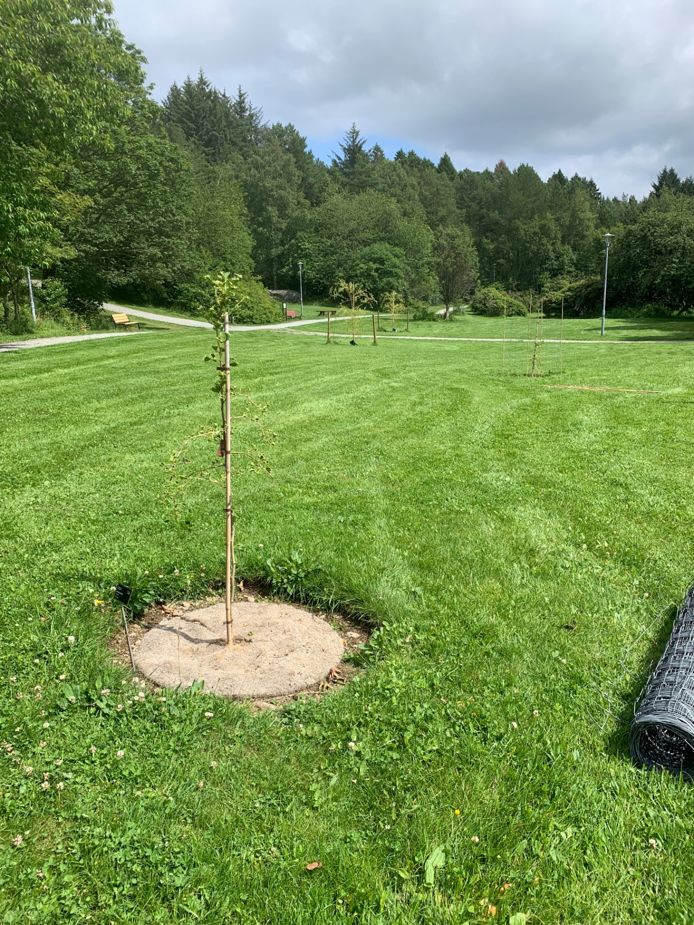 Nyplantet tre – før